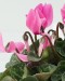Cyclamen